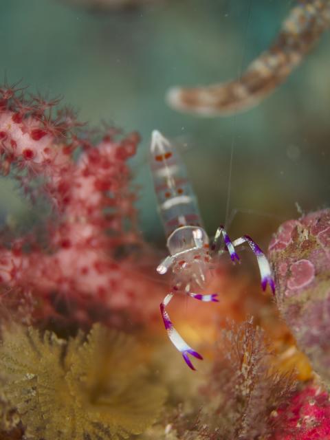 いやあ、気持ちの良い海でした