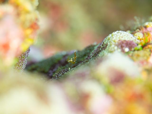 早めの２ダイブ！