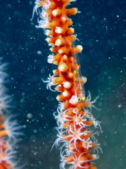 だんだんと冬の水中