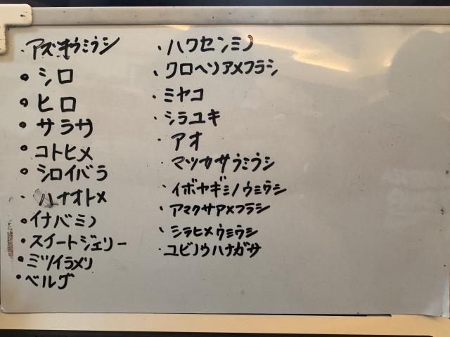 ウミウシ増えてきました！