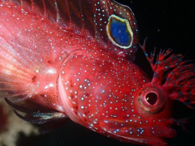 荒れた後でしたがウミウシたくさんいました