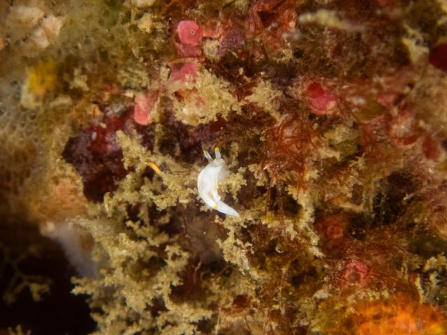 三浦はマクロもワイドも！