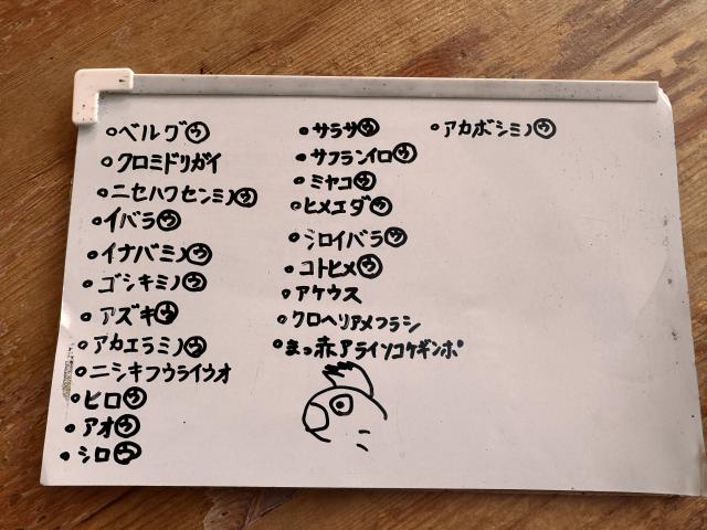 ウミウシダイビング！