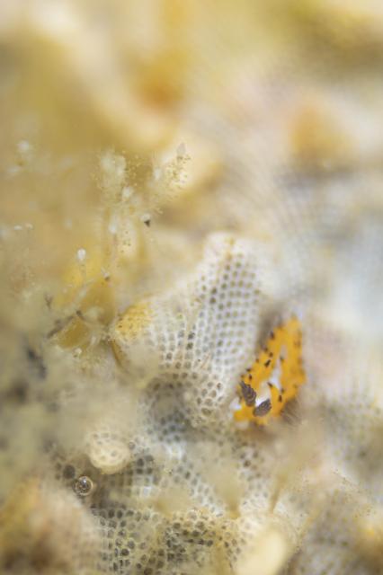 昨日に引き続き、ウミウシ！