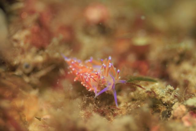 昨日に引き続き、ウミウシ！