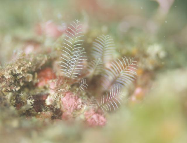 久しぶりの葉山エントリー