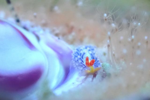 ウミウシいっぱい！！