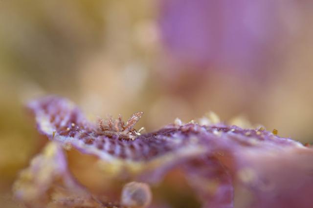 クローズアップ初体験！