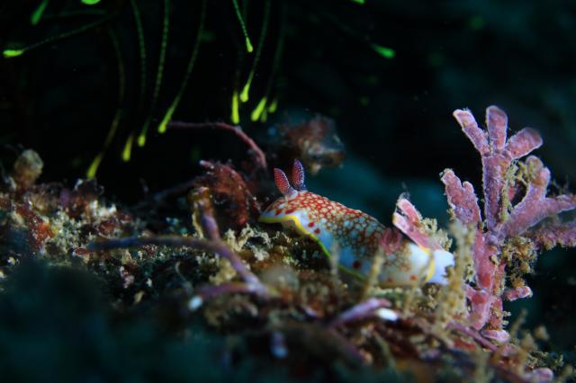 寒かったけどダイビング日和でした