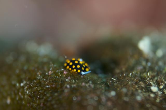 寒かったけどダイビング日和でした