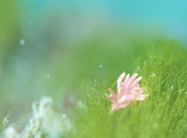 寒かったけどダイビング日和でした