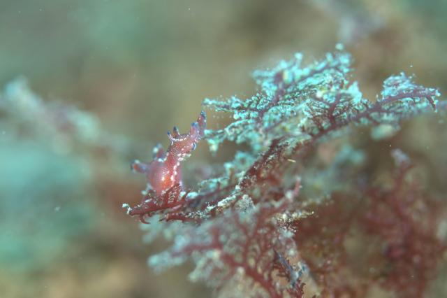 寒かったけどダイビング日和でした