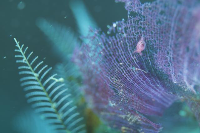 寒かったけどダイビング日和でした