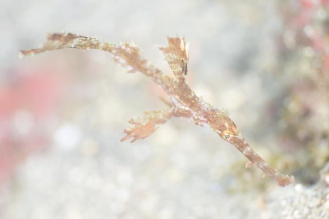 大ちゃんダイビング2日目‼️