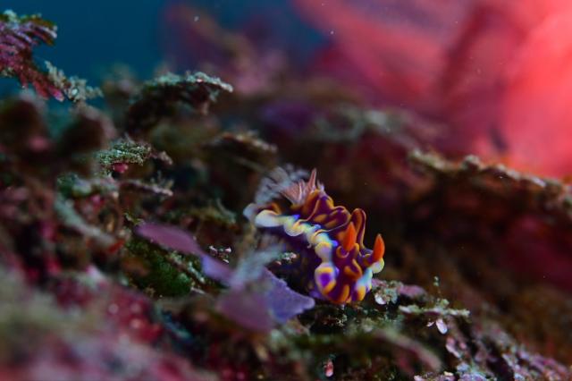 大ちゃんダイビング2日目‼️