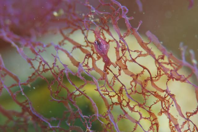 大ちゃんダイビング2日目‼️