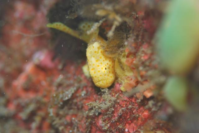 大ちゃんダイビング2日目‼️