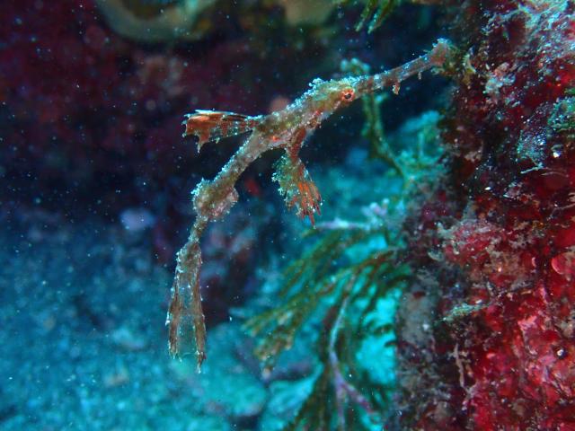 大ちゃんダイビング2日目‼️