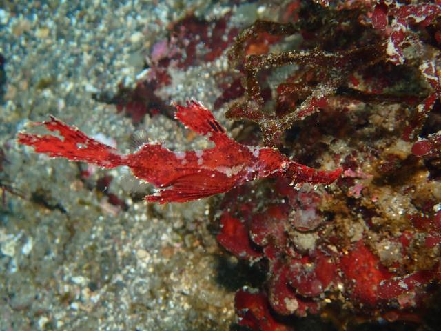 大ちゃんダイビング2日目‼️