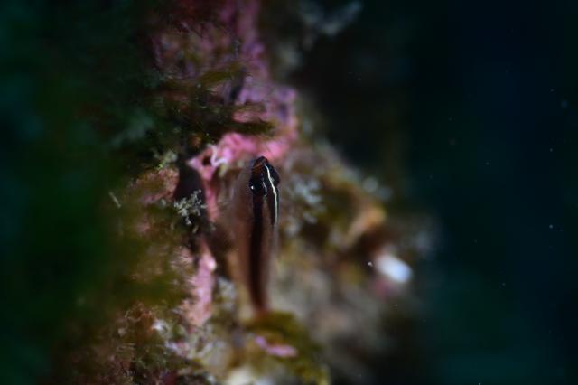 大ちゃんダイビング2日目‼️