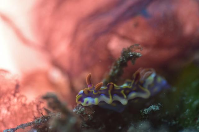 大ちゃんダイビング2日目‼️