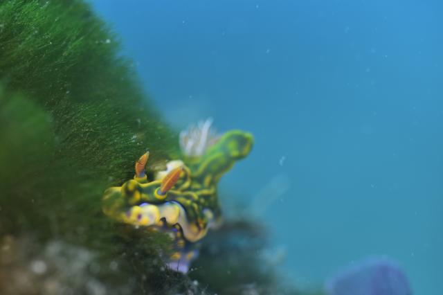 大ちゃんダイビング2日目‼️