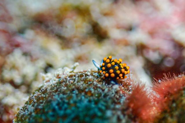 葉山オープン♪