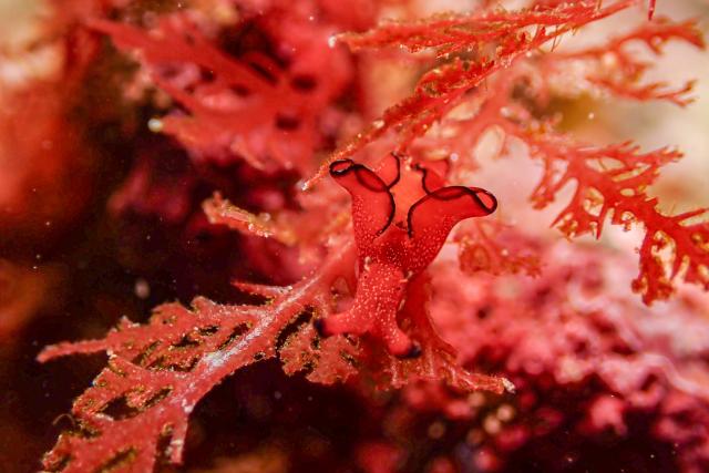 葉山オープン♪