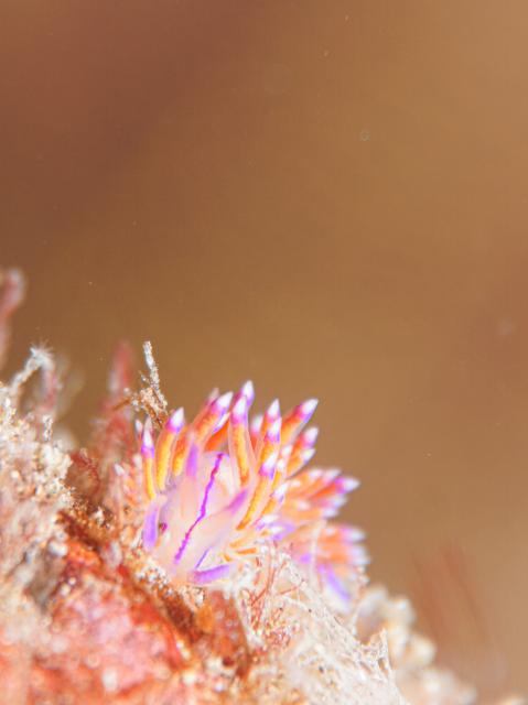 葉山オープン♪