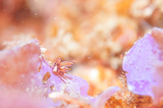 葉山オープン♪