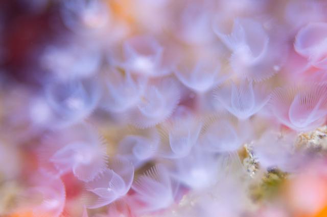 葉山オープン♪