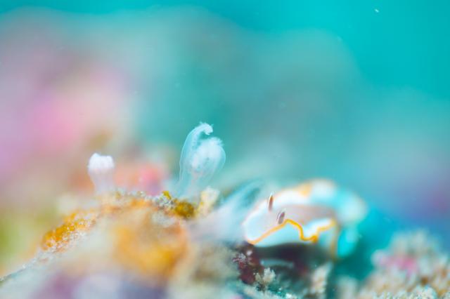 葉山オープン♪