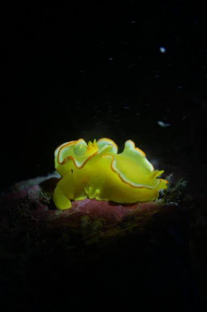 葉山オープン♪