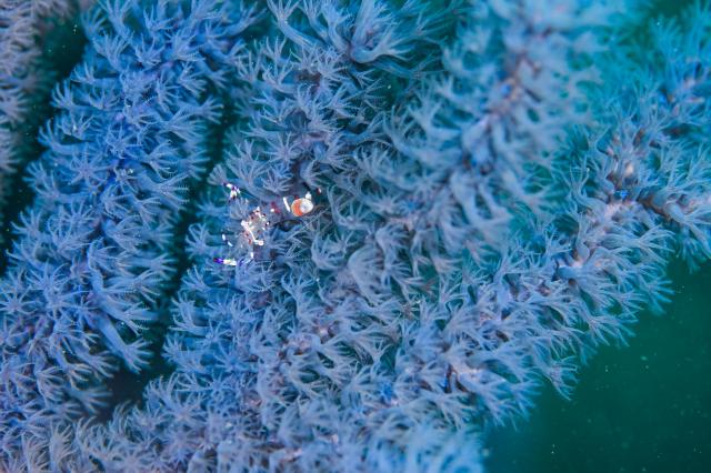 葉山オープン♪