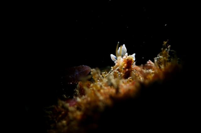 葉山オープン♪