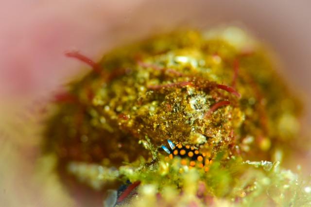 葉山オープン♪