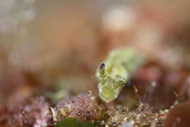 平日まったりダイビング