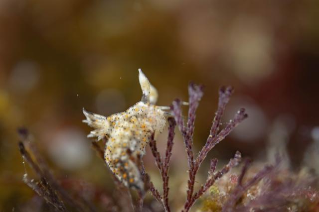 平日まったりダイビング