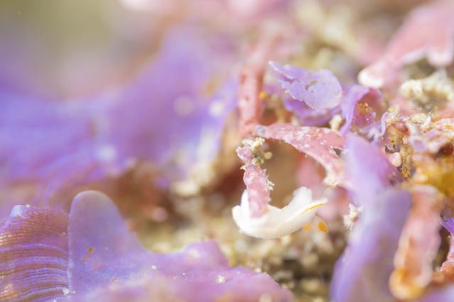 平日まったりダイビング