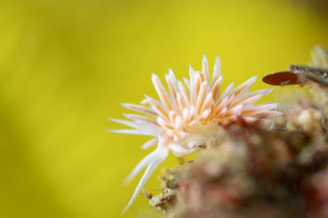平日まったりダイビング