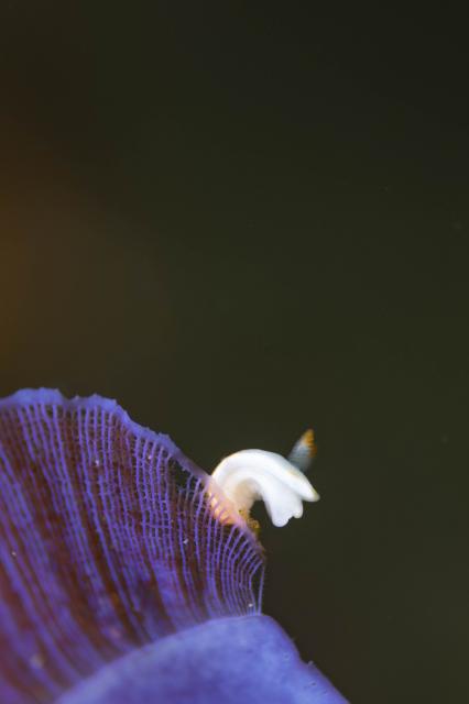 平日まったりダイビング