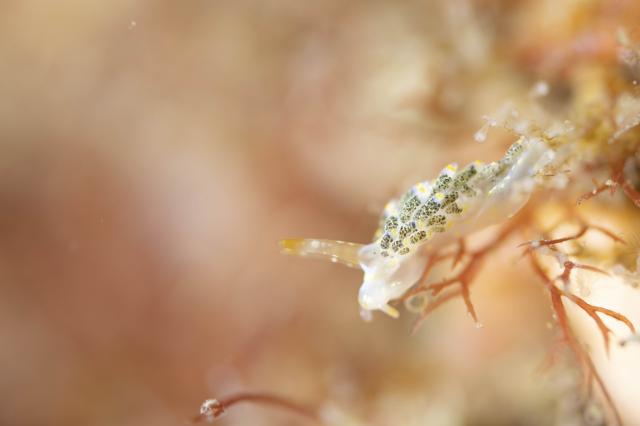 平日まったりダイビング