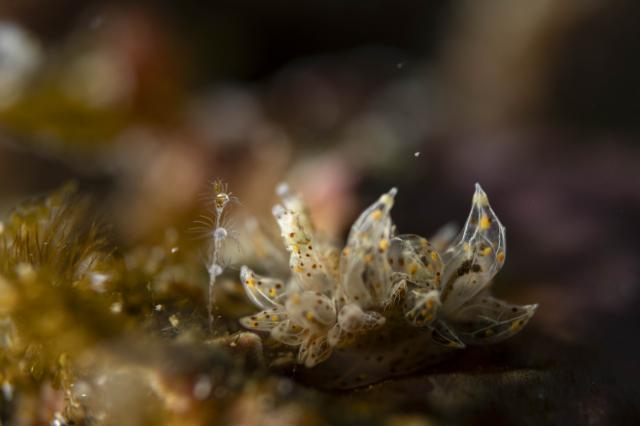 平日まったりダイビング