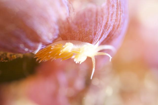 ウミウシダイビング