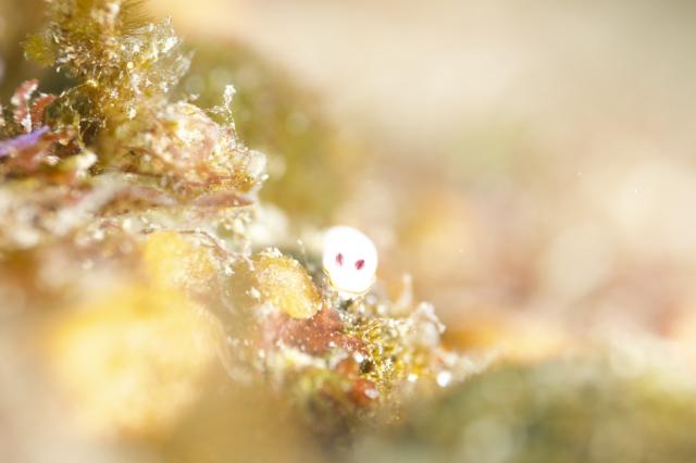 ウミウシダイビング