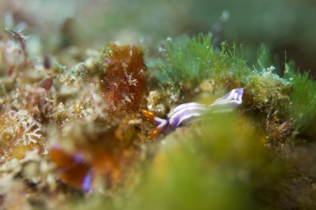 ウミウシダイビング