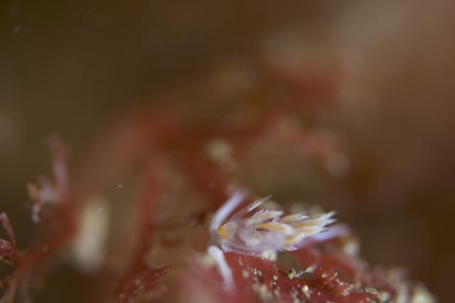 ウミウシダイビング