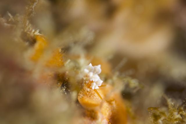 ウミウシダイビング