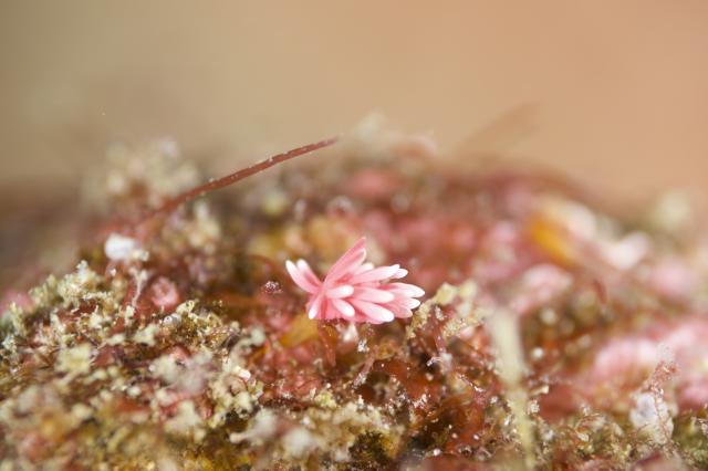 ウミウシダイビング