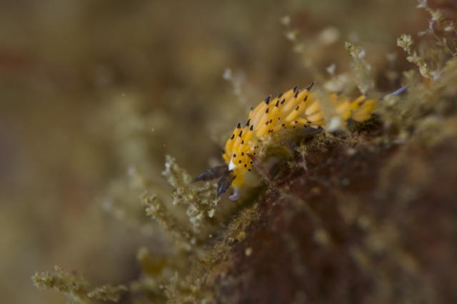 ウミウシダイビング